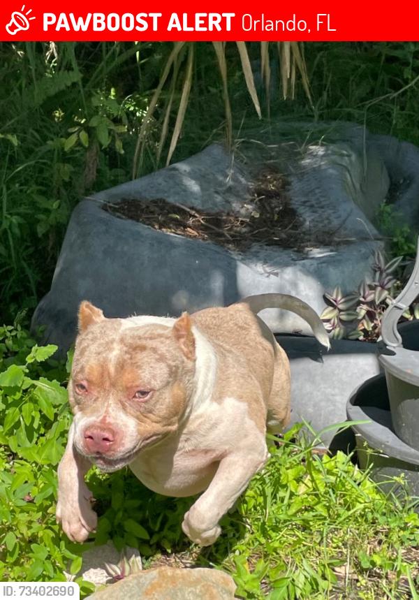 Lost Male Dog last seen Near golf course Ventura Country Club, Orlando, FL 32822