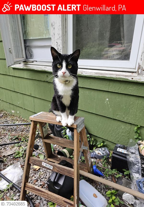 Lost Male Cat last seen McGovern, Glenwillard, PA 15046
