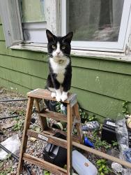 Lost Male Cat last seen McGovern, Glenwillard, PA 15046