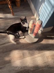 Reunited Male Cat last seen Becker, Port St. Lucie, FL 34953