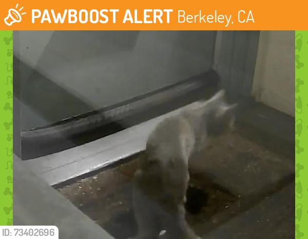 Found/Stray Unknown Cat last seen Carleton and Mathews near San Pablo Avenue, Berkeley, CA 94702