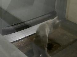 Found/Stray Unknown Cat last seen Carleton and Mathews near San Pablo Avenue, Berkeley, CA 94702