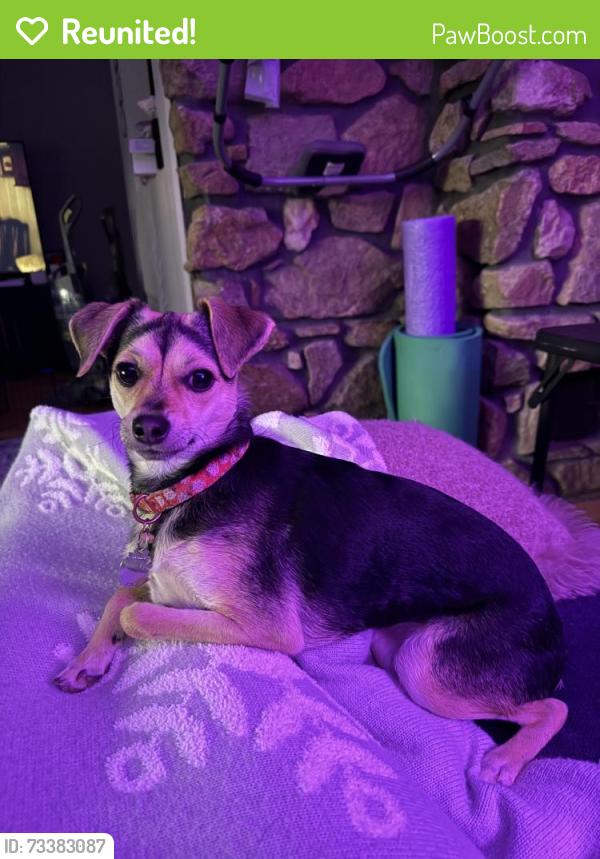 Reunited Female Dog last seen Glen Ridge Avenue and Hillcrest Drive, Downingtown, Downingtown, PA 19335