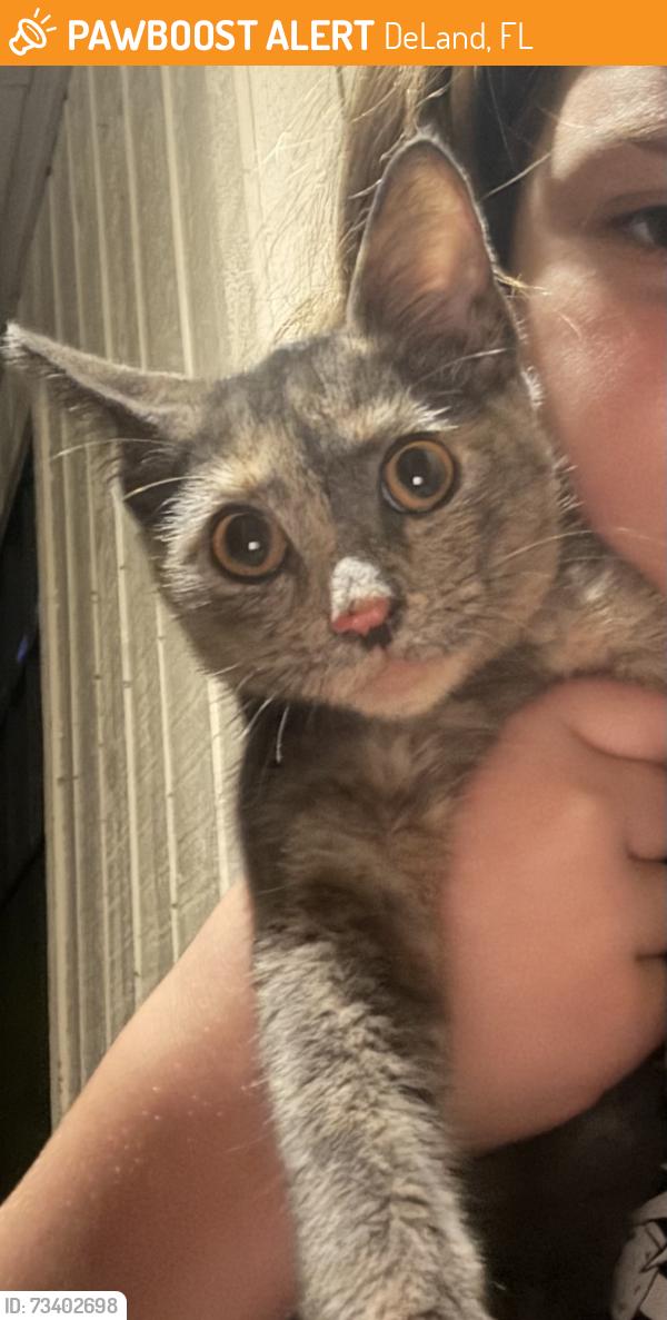 Found/Stray Unknown Cat last seen Taylor Rd, DeLand, FL 32724