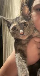 Found/Stray Unknown Cat last seen Taylor Rd, DeLand, FL 32724