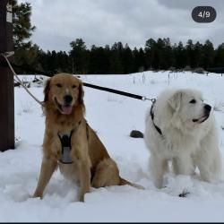Lost Male Dog last seen Near e Beachcomber dr, Gilbert, AZ 85234