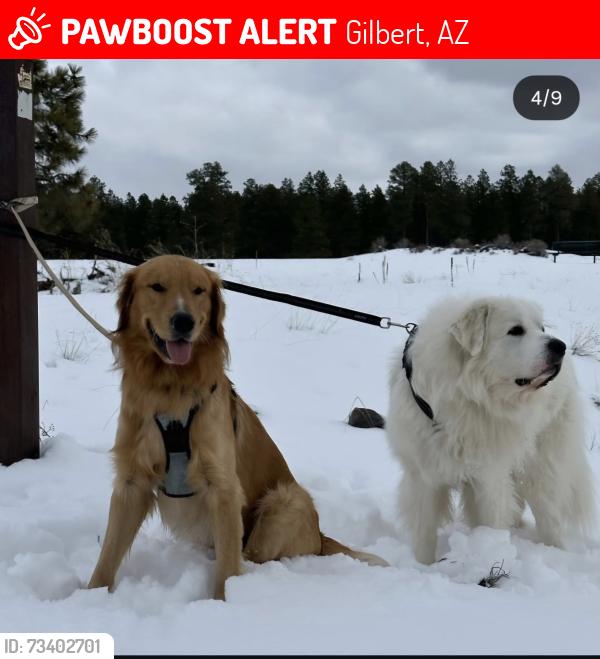 Lost Male Dog last seen Near e Beachcomber dr, Gilbert, AZ 85234