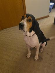Lost Male Dog last seen Highway A and Albion Road, Edgerton, WI 53534