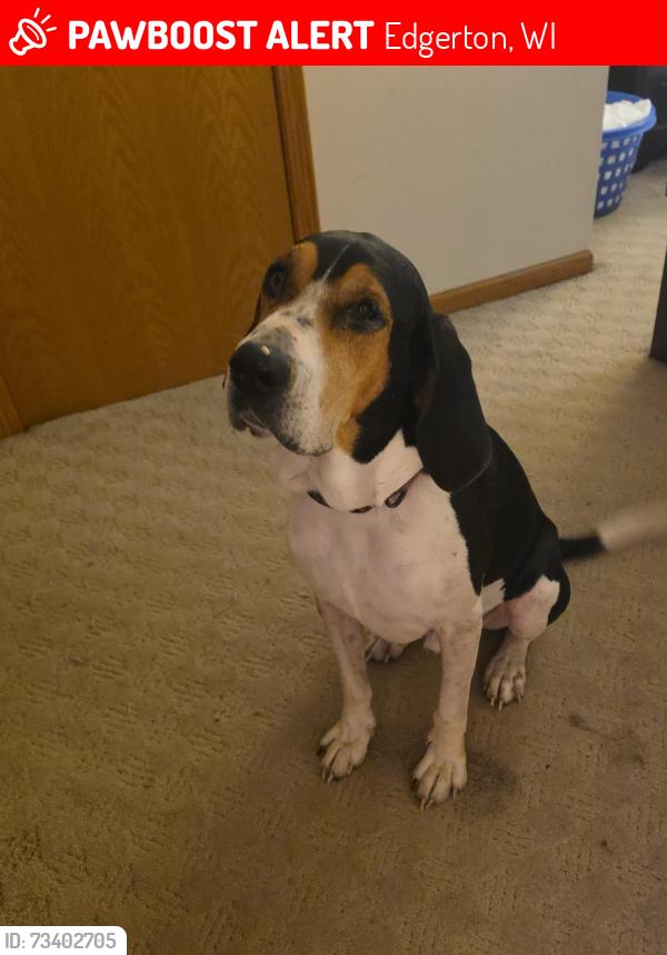 Lost Male Dog last seen Highway A and Albion Road, Edgerton, WI 53534