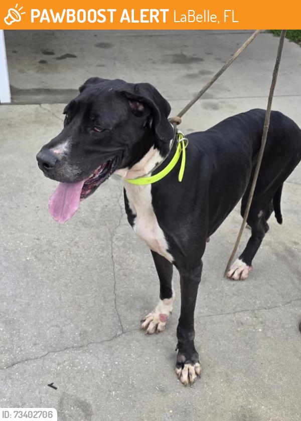 Found/Stray Female Dog last seen Hendry Isles @ Highway 80, LaBelle, FL 33935