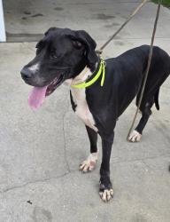 Found/Stray Female Dog last seen Hendry Isles @ Highway 80, LaBelle, FL 33935