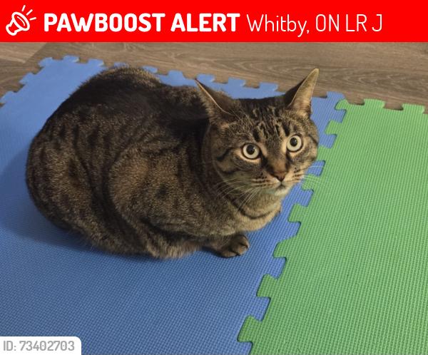 Lost Female Cat last seen Promenade Drive and Klein Way, Whitby, Ontario, Whitby, ON L1R 0J8