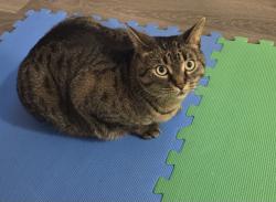 Lost Female Cat last seen Promenade Drive and Klein Way, Whitby, Ontario, Whitby, ON L1R 0J8