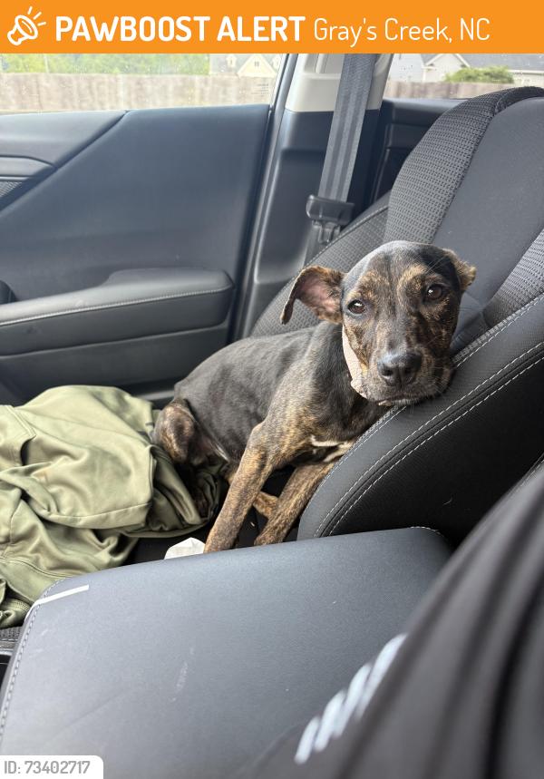 Found/Stray Female Dog last seen Panther Dr, Gray's Creek, NC 28348