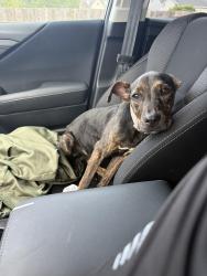Found/Stray Female Dog last seen Panther Dr, Gray's Creek, NC 28348