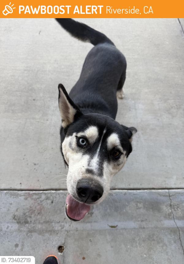 Found/Stray Male Dog last seen Western/Sunnyvale dr., Riverside, CA 92505