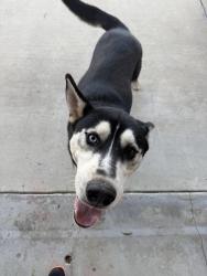 Found/Stray Male Dog last seen Western/Sunnyvale dr., Riverside, CA 92505