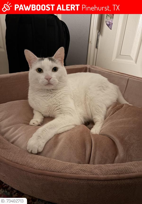 Lost Male Cat last seen Bernice drive, Pinehurst, TX 77362