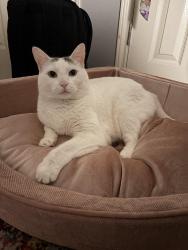 Lost Male Cat last seen Bernice drive, Pinehurst, TX 77362
