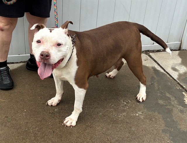 Shelter Stray Female Dog last seen Near BLOCK SONNE AVENUE, 3528 Newburg Rd, Louisville, KY 40218, USA
