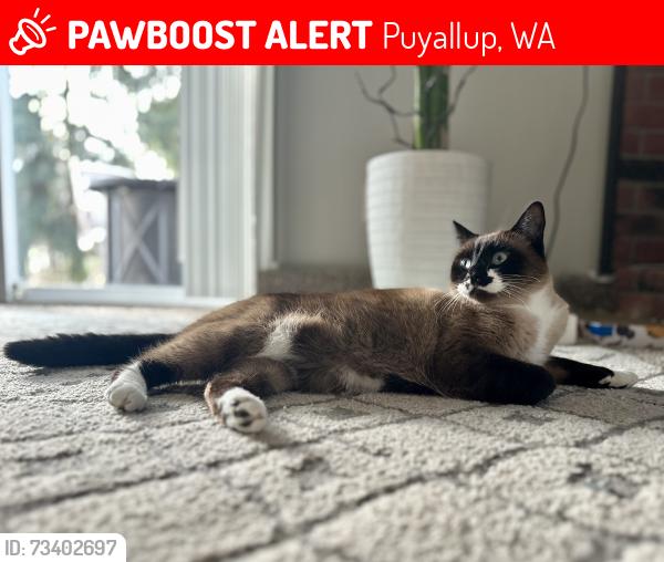 Lost Female Cat last seen 124th street and 132nd Ave E (culdesac), Puyallup, WA 98374