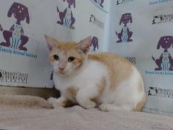 Shelter Stray Female Cat last seen , 2769 Conroy Rd, Orlando, FL 32839, USA