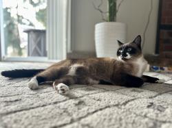 Lost Female Cat last seen 124th street and 132nd Ave E (culdesac), Puyallup, WA 98374