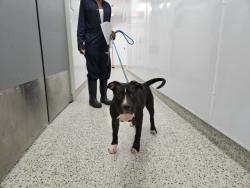 Shelter Stray Male Dog last seen Near BLOCK LAING ST DETROIT, MI 48224, 7401 Chrysler Dr, Detroit, MI 48211, USA