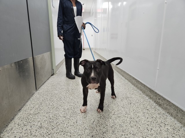 Shelter Stray Male Dog last seen Near BLOCK LAING ST DETROIT, MI 48224, 7401 Chrysler Dr, Detroit, MI 48211, USA