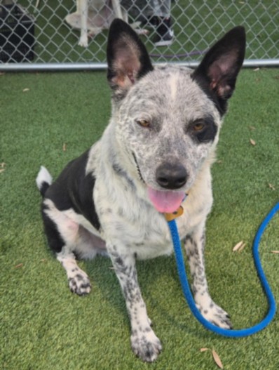 Shelter Stray Male Dog last seen , 1850 W 60th St, Los Angeles, CA 90047, USA