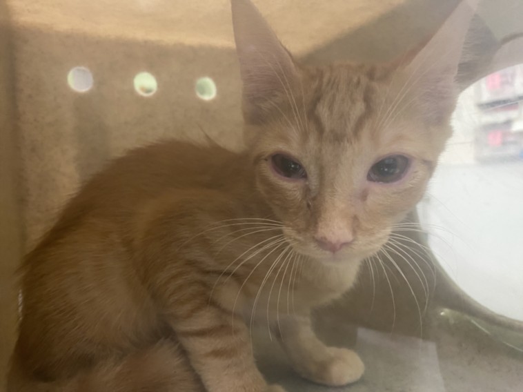 Shelter Stray Male Cat last seen , 1850 W 60th St, Los Angeles, CA 90047, USA