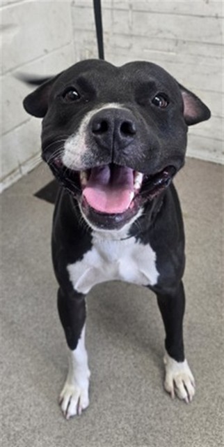 Shelter Stray Male Dog last seen E LYNWOOD DR, 333 Chandler Pl, San Bernardino, CA 92408, USA