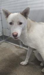 Shelter Stray Female Dog last seen Near BLOCK SEPULVEDA, 333 Chandler Pl, San Bernardino, CA 92408, USA