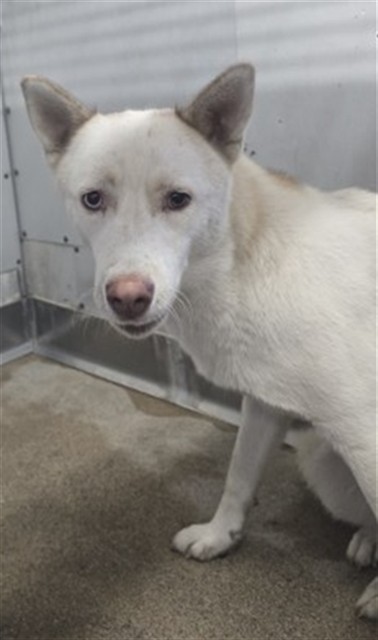Shelter Stray Female Dog last seen Near BLOCK SEPULVEDA, 333 Chandler Pl, San Bernardino, CA 92408, USA