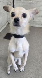 Shelter Stray Male Dog last seen Near BLOCK W FOGG ST, 333 Chandler Pl, San Bernardino, CA 92408, USA