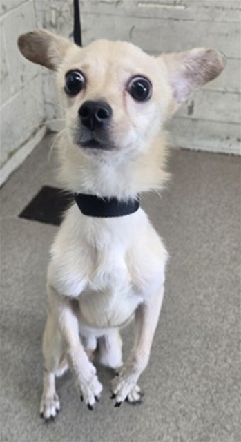Shelter Stray Male Dog last seen Near BLOCK W FOGG ST, 333 Chandler Pl, San Bernardino, CA 92408, USA