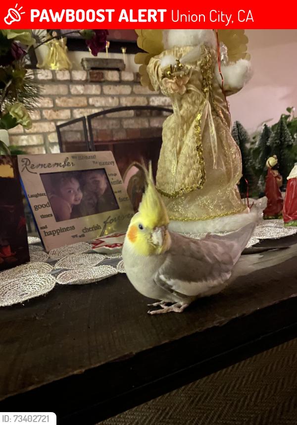Lost Male Bird last seen Santa Maria dr union city, Union City, CA 94555