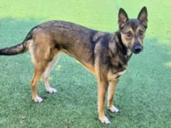 Shelter Stray Female Dog last seen , 14409 Vanowen St, Van Nuys, CA 91405, USA