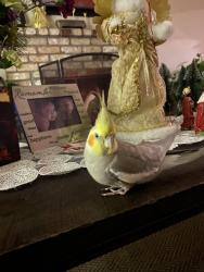 Lost Male Bird last seen Santa Maria dr union city, Union City, CA 94555