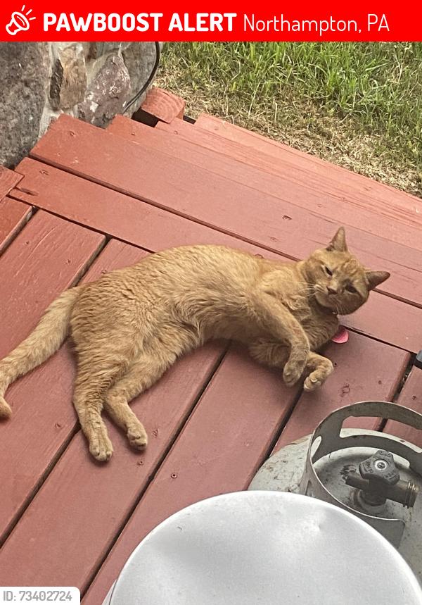Lost Male Cat last seen Near old gate road, Northampton, PA 18067