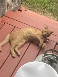 Lost Male Cat last seen Near old gate road, Northampton, PA 18067