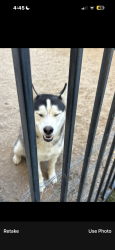 Reunited Male Dog last seen Near moonlight ct Palmdale ca, Palmdale, CA 93550