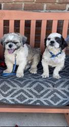 Lost Male Dog last seen I17 & Osborn, Phoenix, AZ 85015