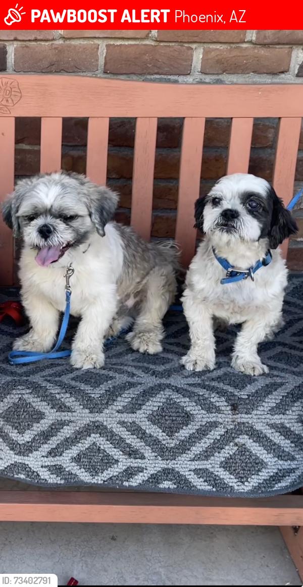 Lost Male Dog last seen I17 & Osborn, Phoenix, AZ 85015