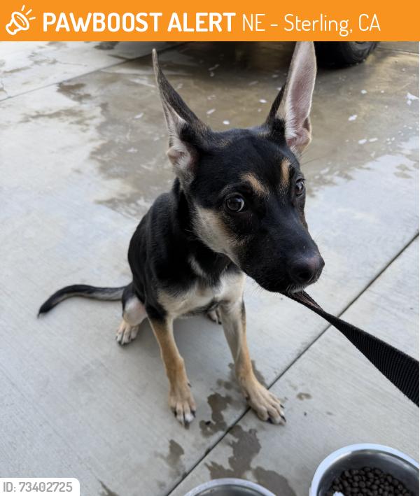 Found/Stray Female Dog last seen Lynwood and Arden San Bernardino, NE - Sterling, CA 92404