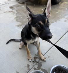Found/Stray Female Dog last seen Lynwood and Arden San Bernardino, NE - Sterling, CA 92404