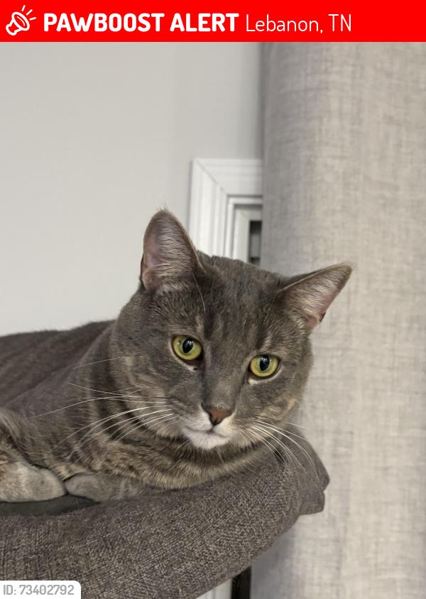 Lost Male Cat last seen Woodall Rd, Lebanon, TN 37090