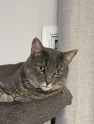 Lost Male Cat last seen Woodall Rd, Lebanon, TN 37090