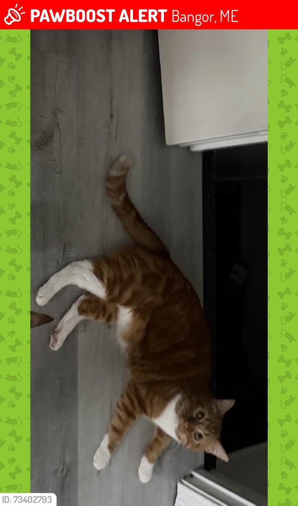 Lost Male Cat last seen Idk, Bangor, ME 04401