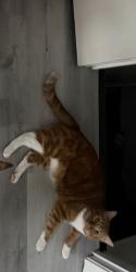 Lost Male Cat last seen Idk, Bangor, ME 04401